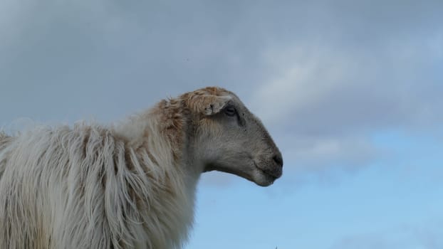 Sheep observing on a mountain top