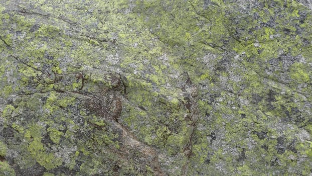 Rock with green fungus in the bush