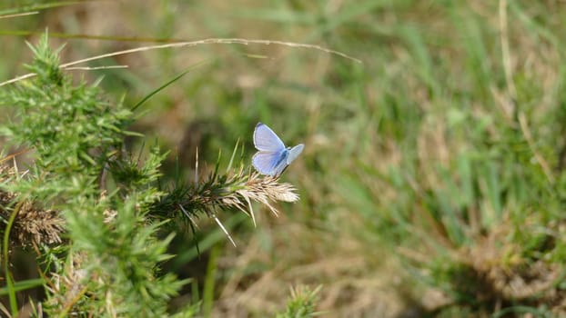 Blue butterfly on hawthorn plant