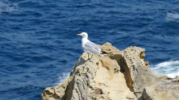 Seagull on a rock on the sea shore