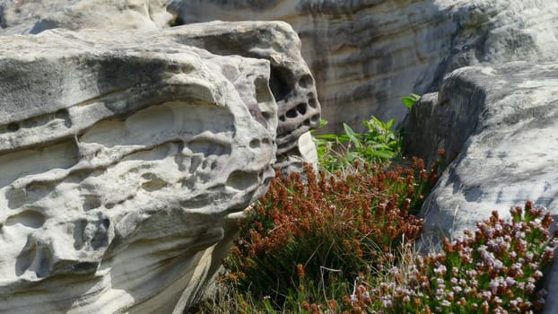 Sandstone with plants on the sea shore