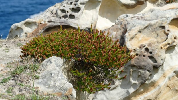 Sandstone with plants on the sea shore