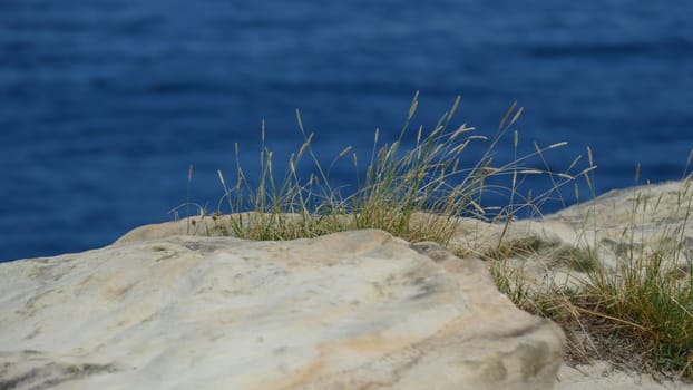 Sandstone with plants on the sea shore