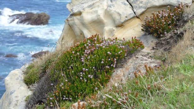 Sandstone with plants on the sea shore