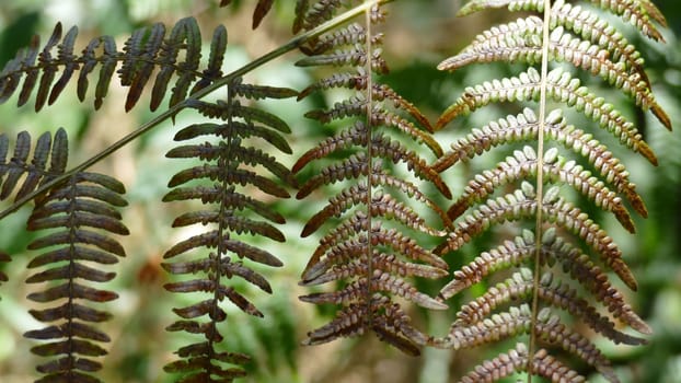 Branch with leaves of a fern drying in autumn