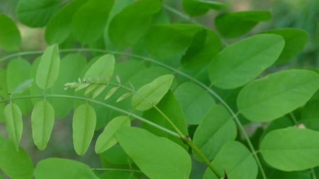 Branches with rounded green leaves of a bush plant