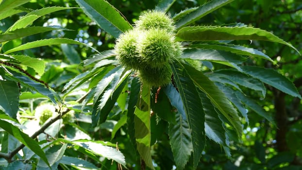 Branch of a chestnut tree bearing fruit in autumn