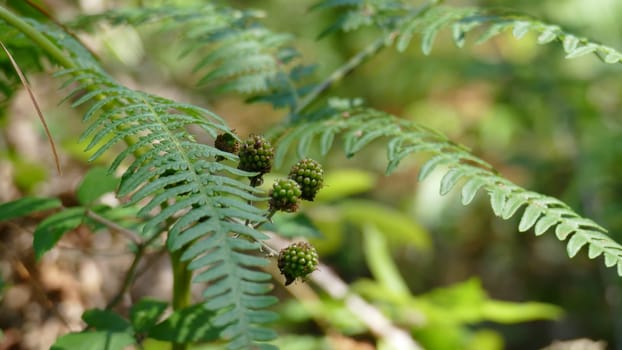 Blackberry plant with small green berries