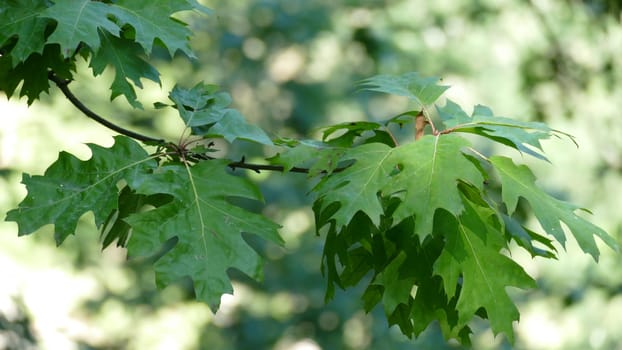 Branch of an oak tree with dry green leaves in autumn