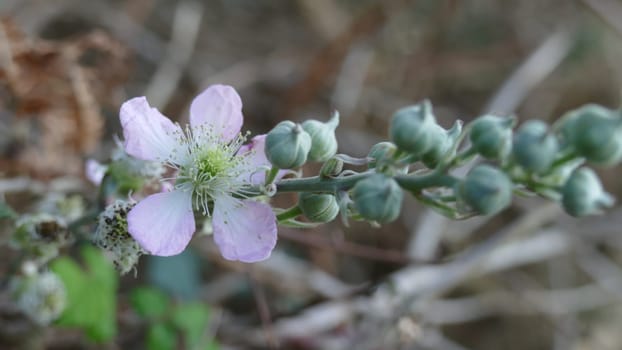 Five-petaled flowering plant among the bush vegetation.