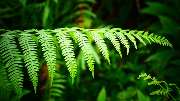 Fern leaves among the bush vegetation