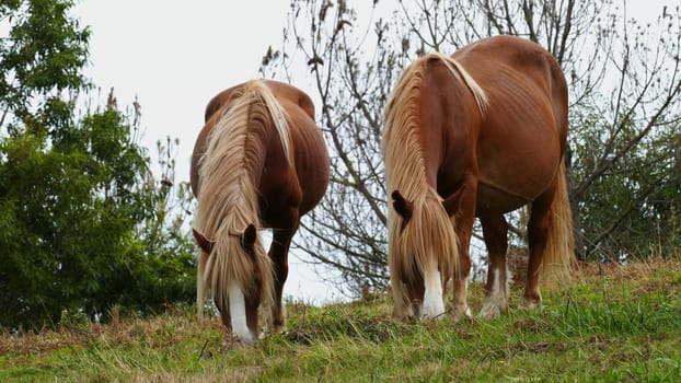 Brown horses grazing in the bush