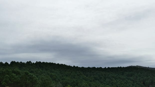 Mountains full of pines covered with clouds