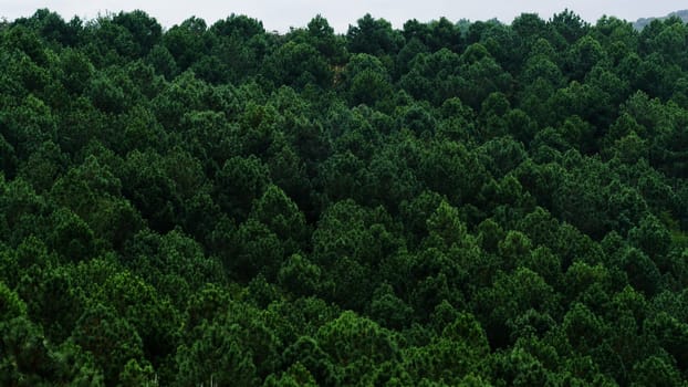 Slope of a mountain full of pines