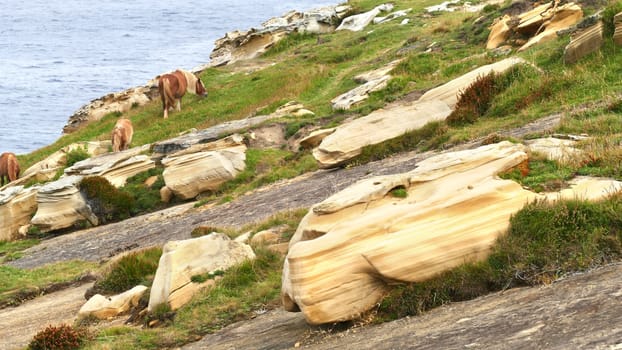 Brown horses grazing on the sea coast with limestone stones