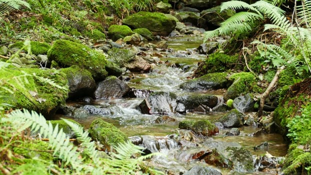 River with big stones and waterfalls in the forest