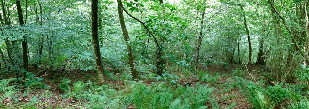 Panoramic of trees and ferns among the vegetation of the forest