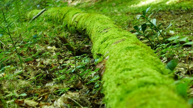 Moss-covered tree in the forest floor