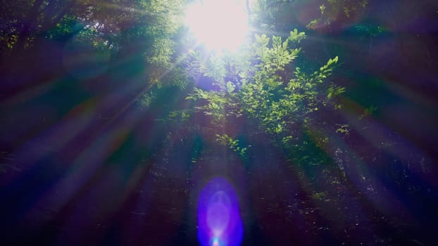 Reflections of the sun among the trees of the forest