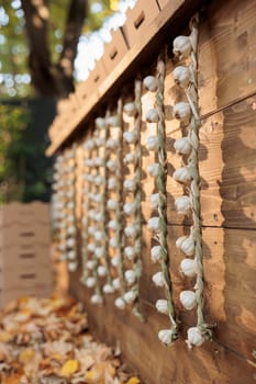 Local eco homegrown garlic bulbs hanging from farmers market counter, locally grown natural produce. Wooden fair booth or kiosk with fresh organic bio farm products at autumn trade fair. Close up.