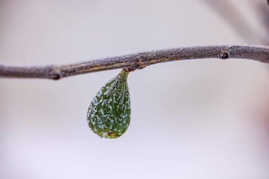 Close-up of a cropped fig fruit in winter with ice and snow