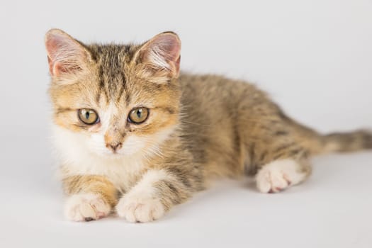 A cute, isolated, little grey Scottish Fold cat on a white background. This playful and cheerful feline is sure to bring happiness with its playful antics.