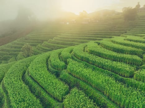 Landscape of green rice terrace with mist in the morning. Nature landscape. Green rice farm. Terraced rice fields. Travel destinations in Asia. Traditional organic rice fields. Sustainable agriculture