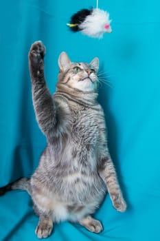 Gray cat with yellow eyes portrait on blue background close up