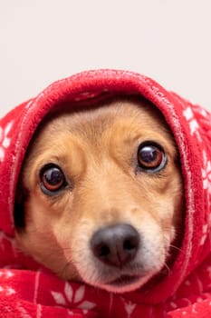 A dog lies in a red New Year's hat close up