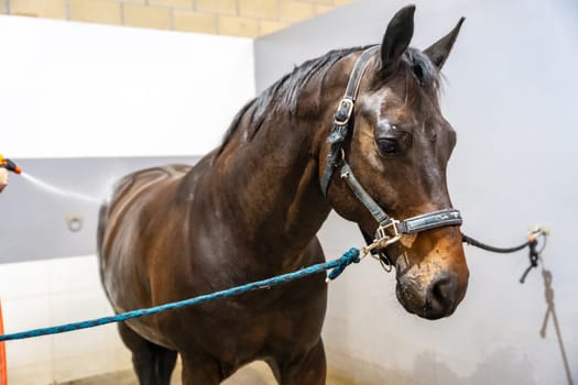 Horse tied with ropes on the wall while receiving a shower in a rehabilitation center