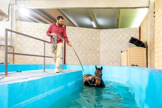 Horse tied on a rope walking in a treadmill inside a pool during aquatherapy