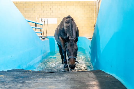 Horse walking while receiving rehabilitation in a pool in a hydrotherapy center