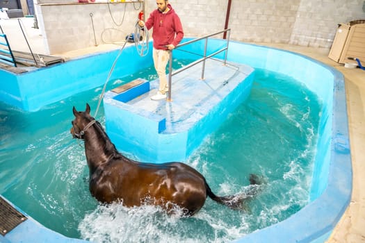 Veterinary and horse while walking during a hydrotherapy on a water treadmill