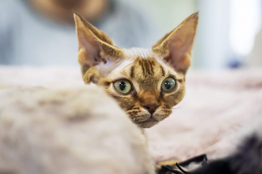 Cornish rex cat at home close up portrait