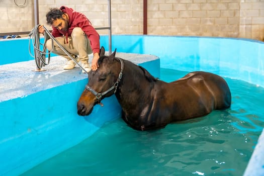 Veterinary and horse during a hydrotherapy on a water treadmill during a rehabilitation treatment
