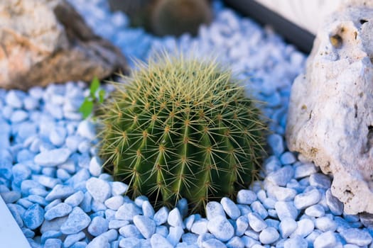 Cactus plant in Italy at a street planting from stones