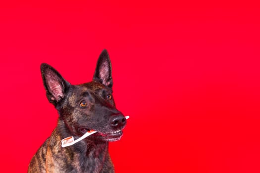 Dutch shepherd dog holding toothbrush in his teeth on a clean red yellow background