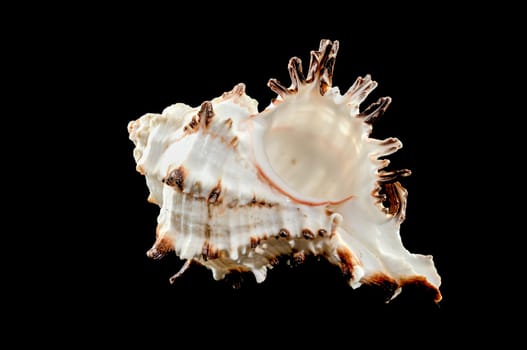 Close-up of Murex Indivia Longspine sea shell on a black background