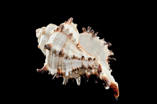 Close-up of Murex Indivia Longspine sea shell on a black background