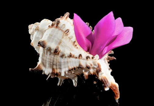 Close-up of Murex Indivia Longspine sea shell on a black background