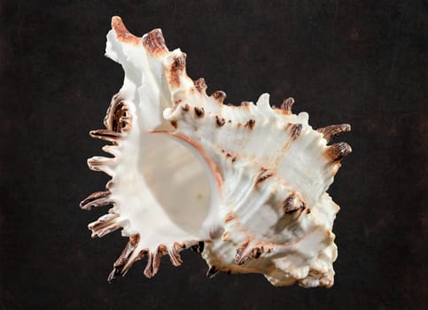 Close-up of Murex Indivia Longspine sea shell on a black background