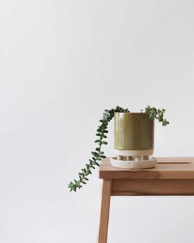 A single trailing succulent in a ceramic pot on a wooden stool against a plain wall.