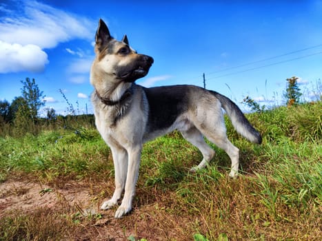 Big dog German Shepherd in a field with green and yellow grass in summer or autumn season. Russian eastern European dog veo walk on nature