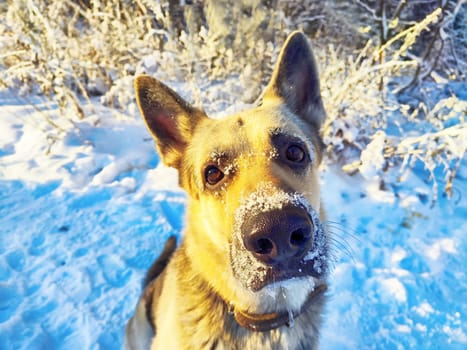 Portrait and muzzle of Dog German Shepherd and black nose with snow in winter sunny day. Russian eastern European dog veo and partial focus