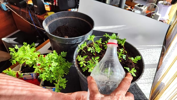 Planting marigold flowers in a pot. Reproduction of plants in spring. Young flower shoots and greenery for the garden. The hands of elderly woman, bucket of earth, green bushes and twigs with leaves
