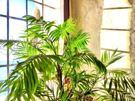 Green Hamedorea palm tree branch with leaves on windowsill in sunny day. Domestic plant. Frame, pattern, copy space on light background