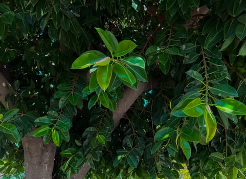 Ficus tree with young green leaves. Natural tropical tree background. High quality photo