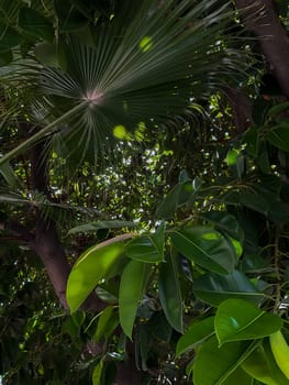 Ficus tree with young green leaves. Natural tropical tree background. High quality photo