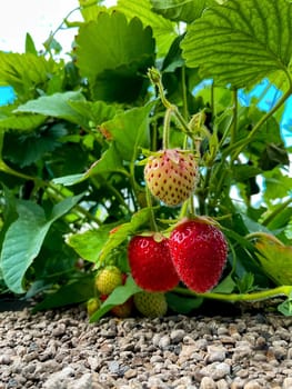 Strawberries growing in an earthen bed in the garden. Selective focus. High quality photo