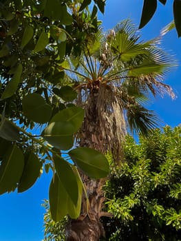 Ficus tree with young green leaves. Natural tropical tree background. High quality photo